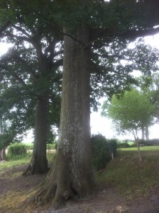 Un chêne remarquable