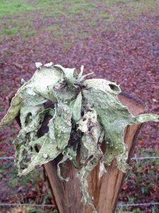  Lobaria pulmonaria - lichen