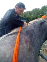 Tressage percheron - Préparation au concours