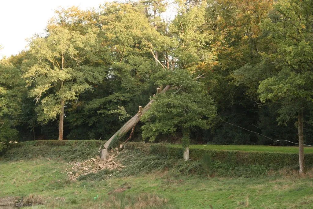 Abattage d'un arbre dangereux