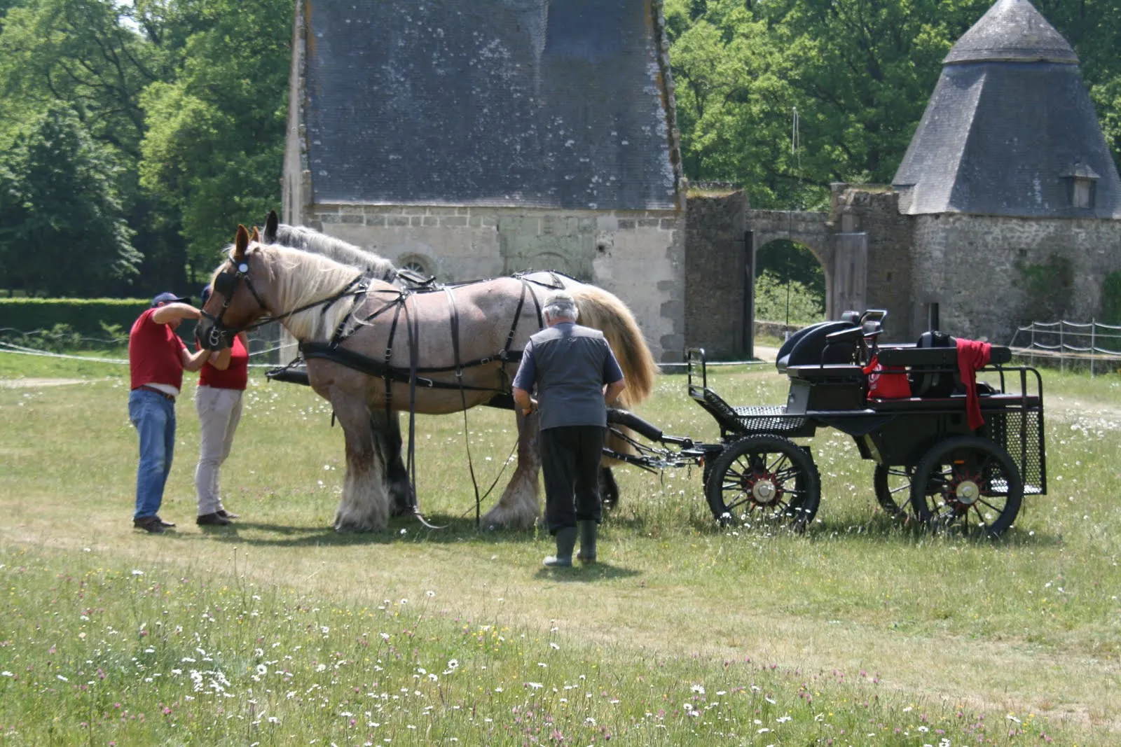 Balade avec attelage découverte