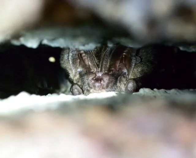 Les chauves souris
