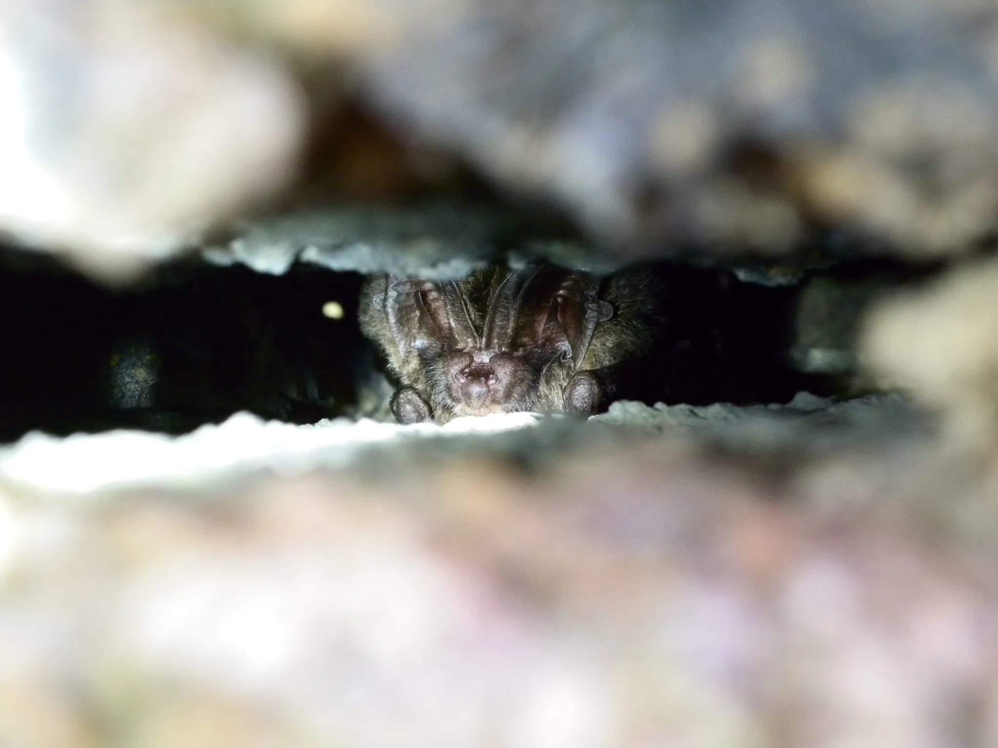 Barbastelles et petits rhinolophes au château de Bourgon