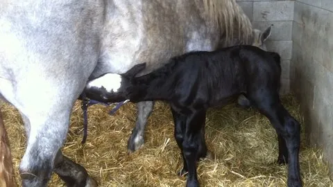 Un 4ème percheron à Bourgon !