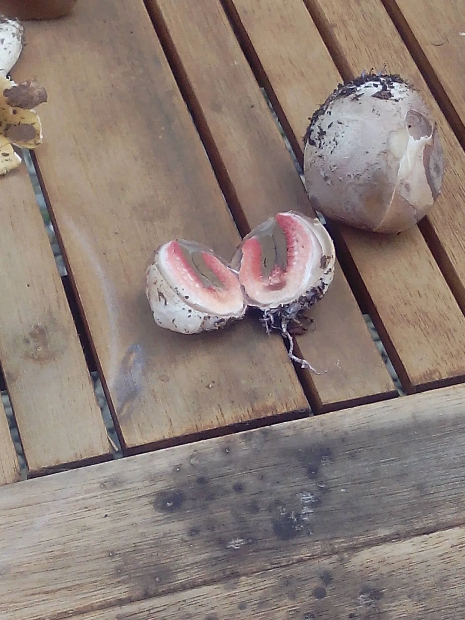Bourgon champignon oeuf de l'anthurus d'archer