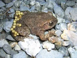 Le crapaud accoucheur