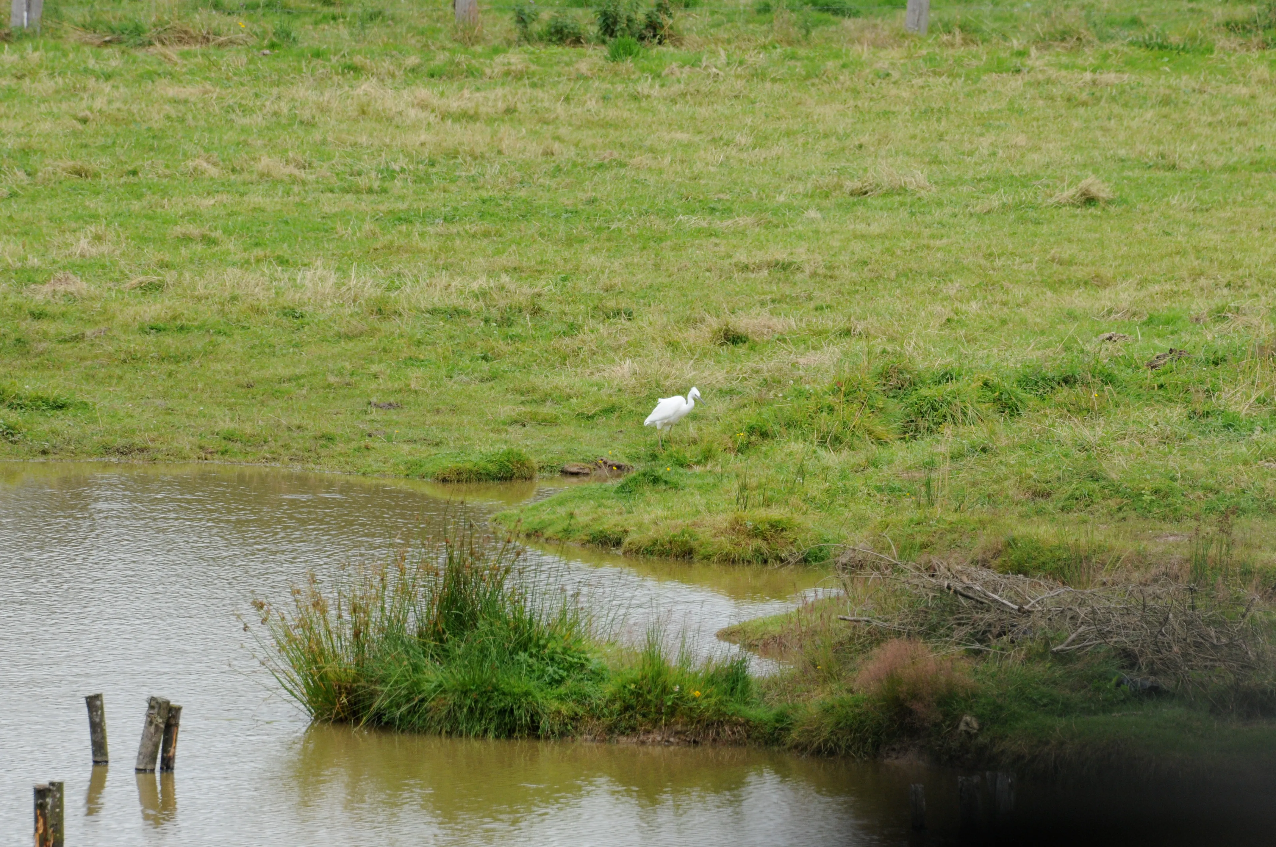 Grande aigrette au château de Bourgon 2012