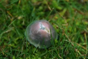 Hygrophore perroquet