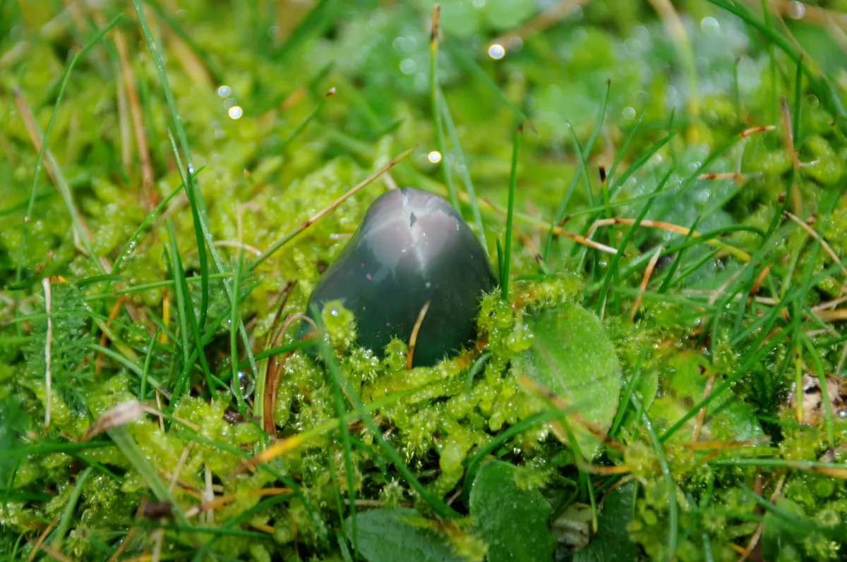 Champignons d'hiver : cueillette le 9 janvier 2013