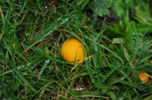 Hygrophore jaune soufre