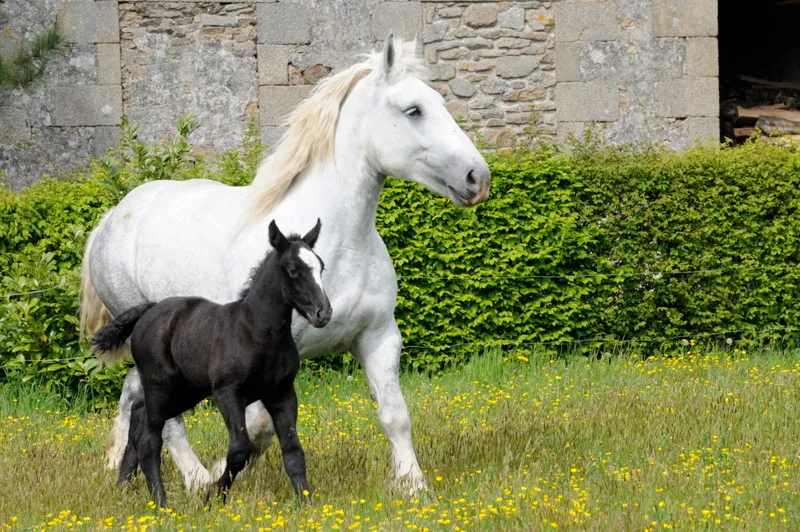 Dénéb : naissance d'une étoile!