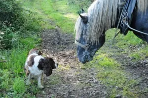 Rencontre de Pégase et Belette