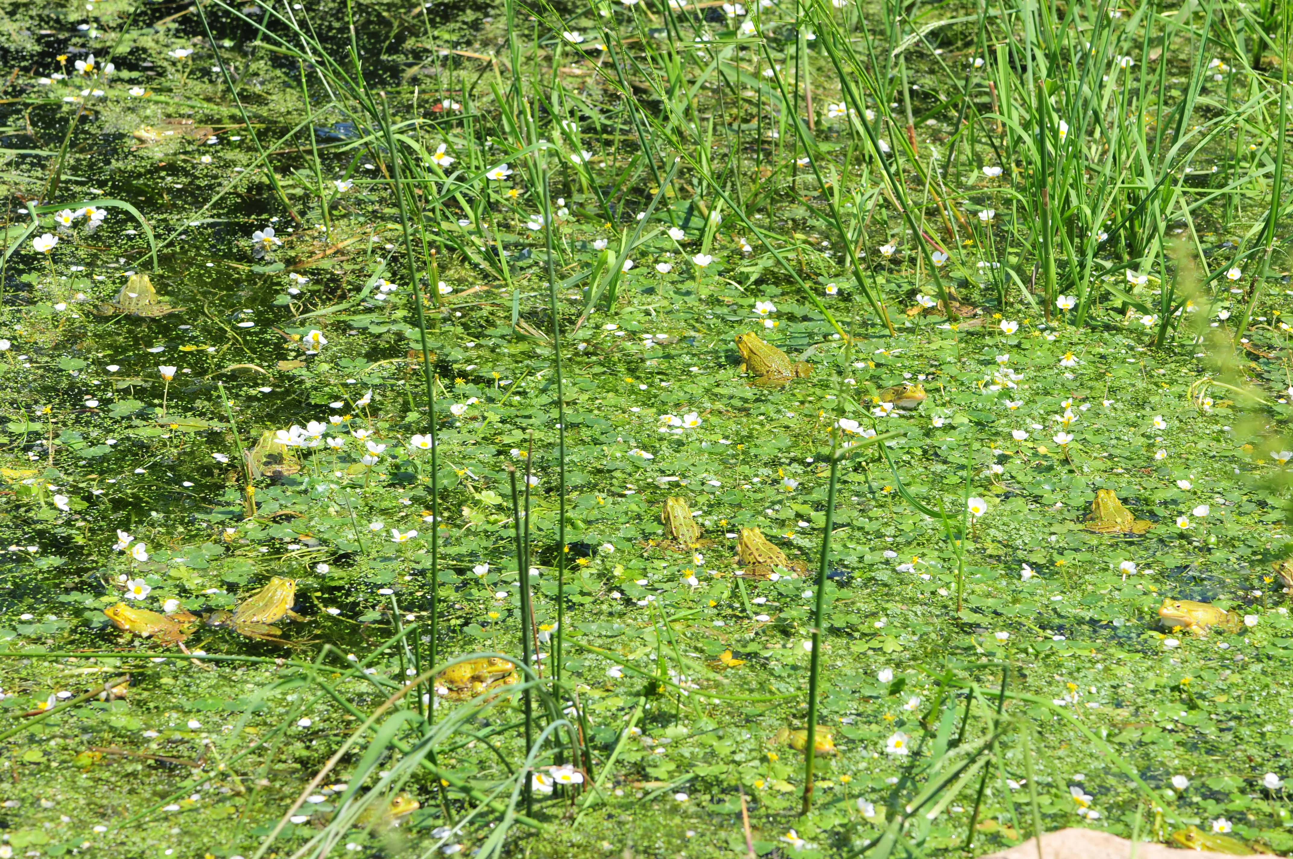 Fête de la nature : 9 mai 2012