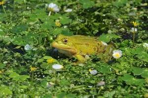 grenouille verte dans le bassin des douves grenouille verte dans le bassin des douves