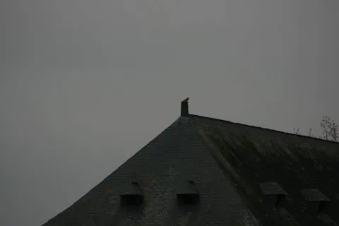 Le Faucon crécerelle