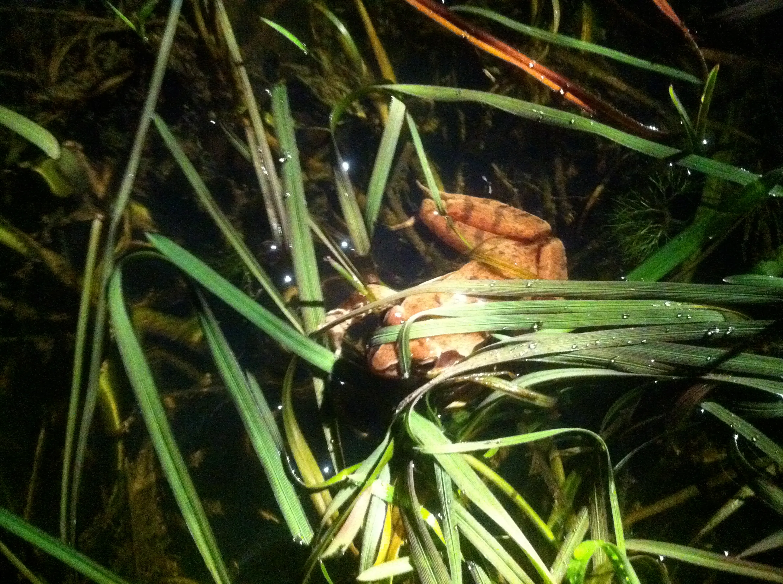 La grenouille agile