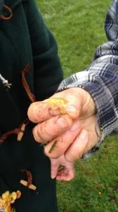 Hygrophore des prés