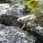 Crapaud accoucheur dans le muret au château de Bourgon
