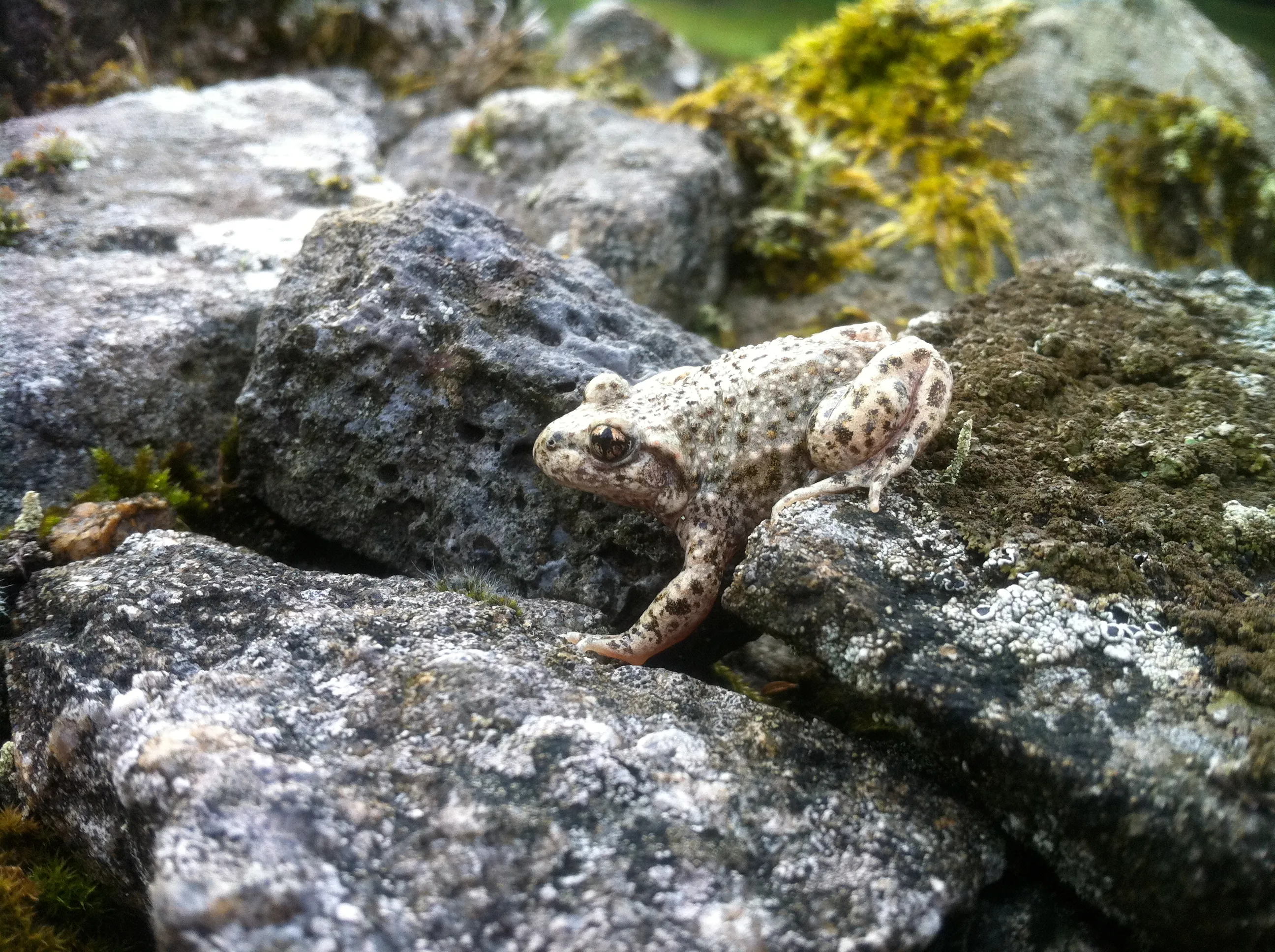 Le crapaud accoucheur