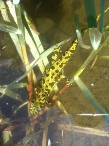 Triton crêté