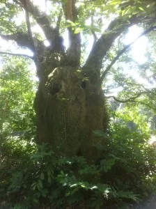 Arbre remarquable : châtaignier de + de 300 ans