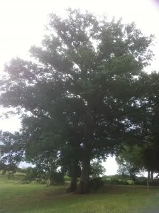 Un chêne impressionnant