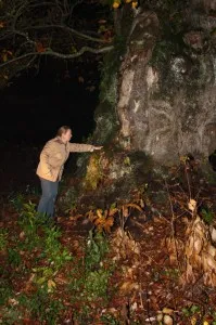 Une énergie se dégage de ce bel arbre Une énergie se dégage de ce bel arbre