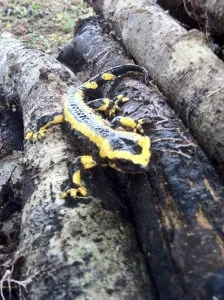 Salamandre