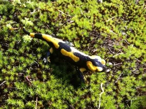 Salamandre Salamandre