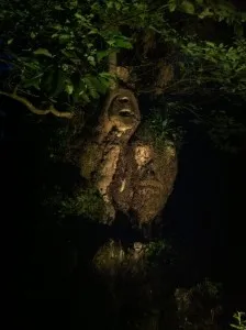 Châtaignier remarquable, mystérieux et magique!
