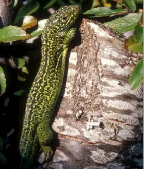 Le lézard vert