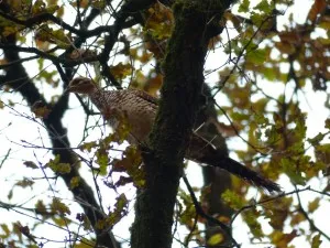 Poule vénérée
