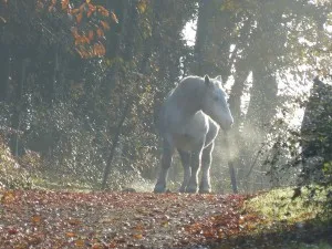 Percheron dans a brume