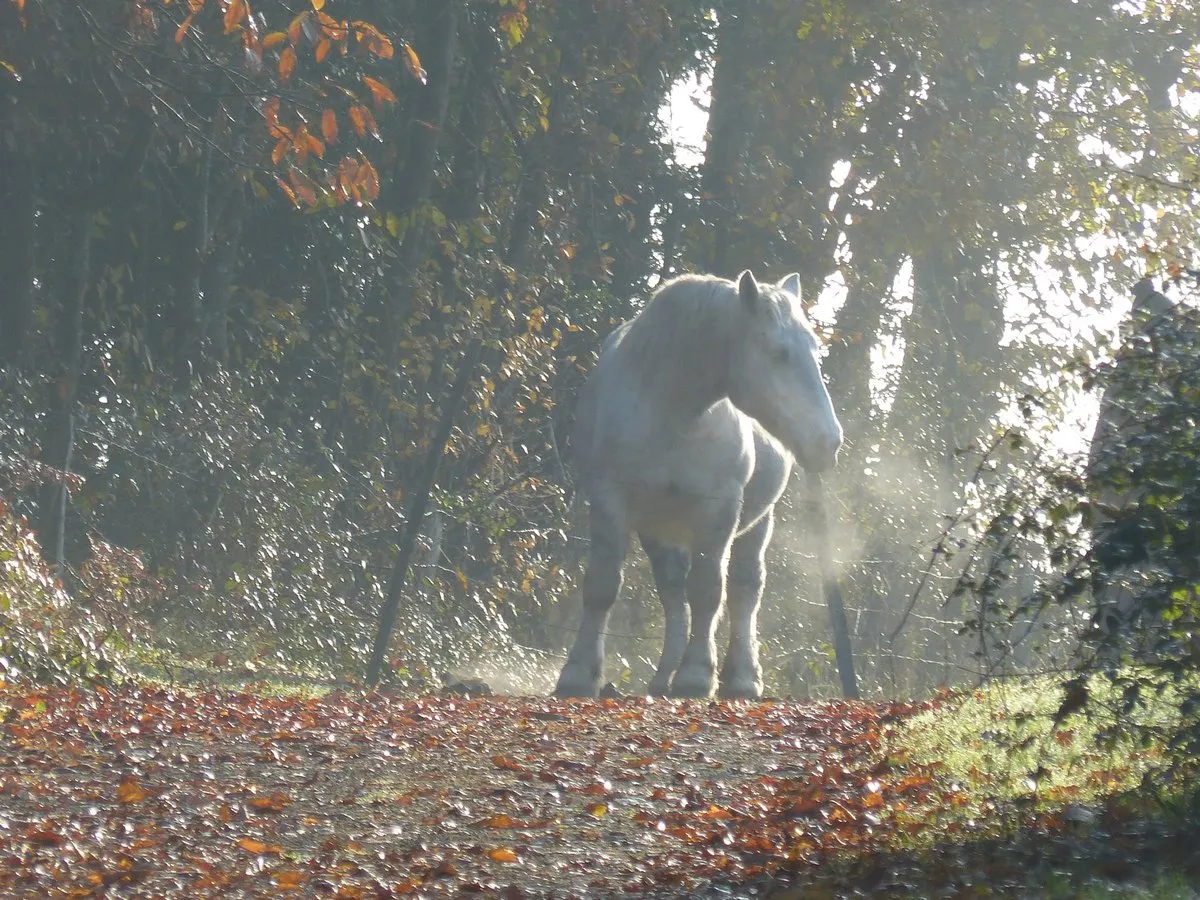 Percherons au château de Bourgon