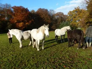 Troupeau de percherons