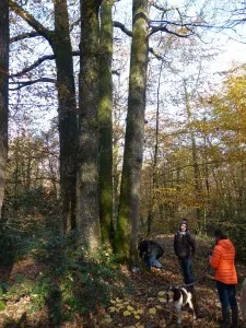 Cépée de chênes : les 4 frères
