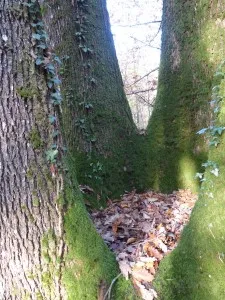 Tourbière