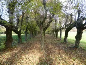 Allée de trognes