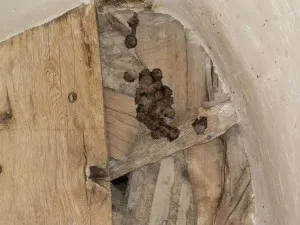 Petit rhinolophe - Château de Bourgon