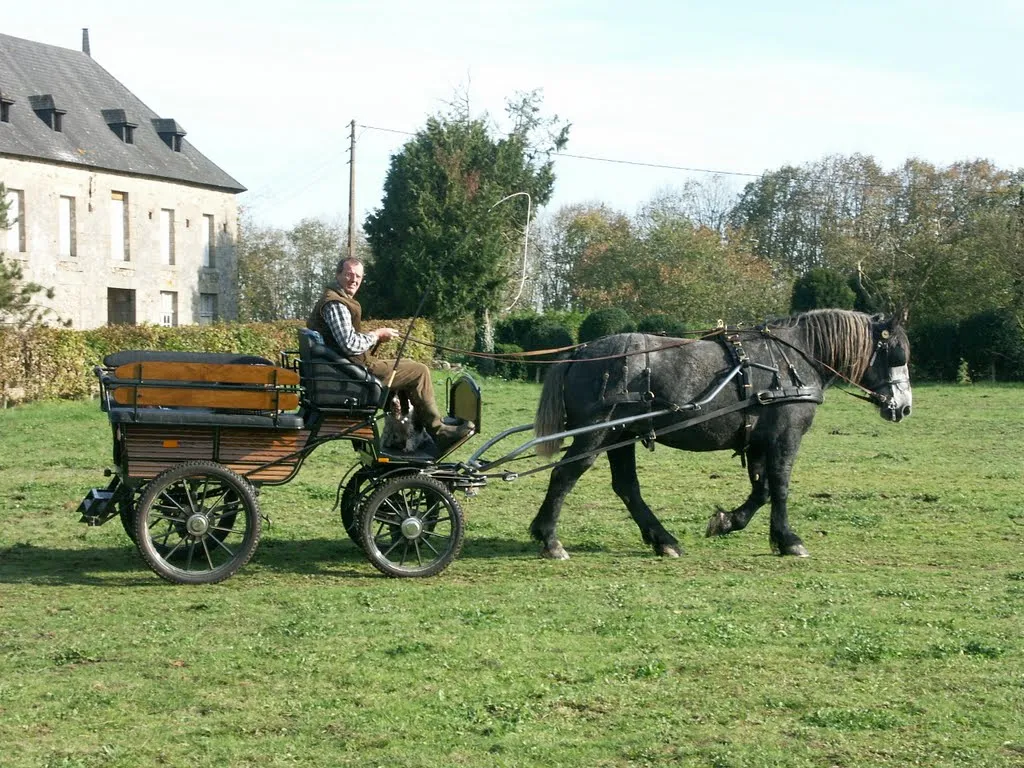 Première sortie en attelage