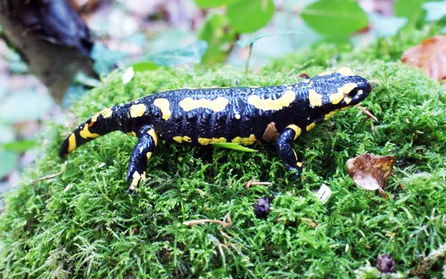 Bourgon et la Biodiversité