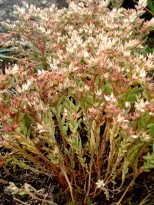 Sedeum rubens
