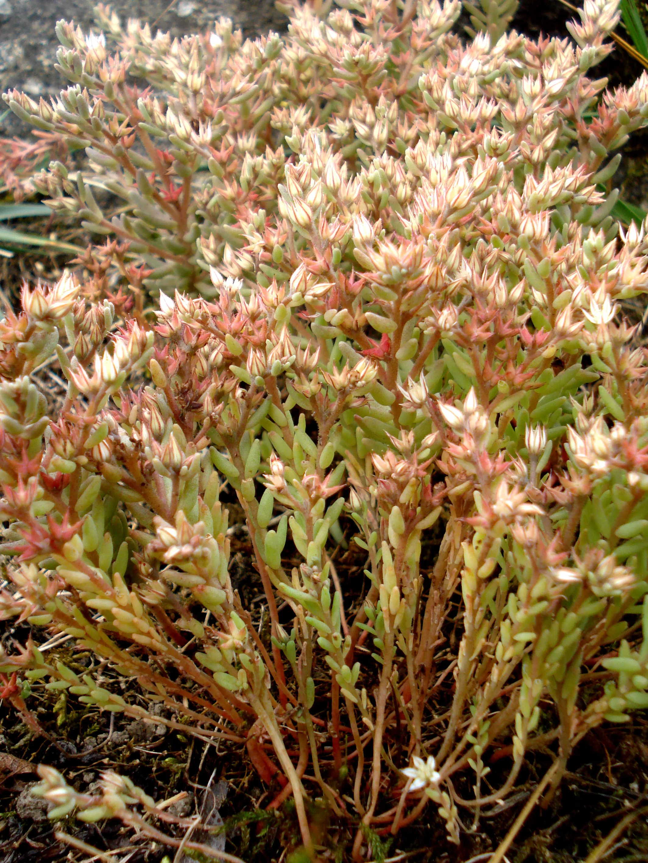 Richesse Floristique