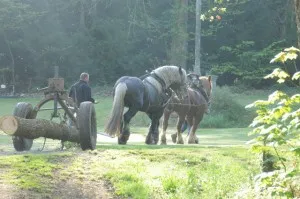 Transport de la grume